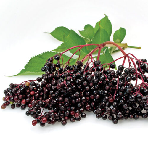 Medicinal Elderberry Syrup Recipe